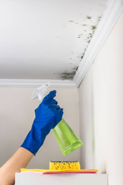Best Emergency Mold Remediation in Mohnton, PA