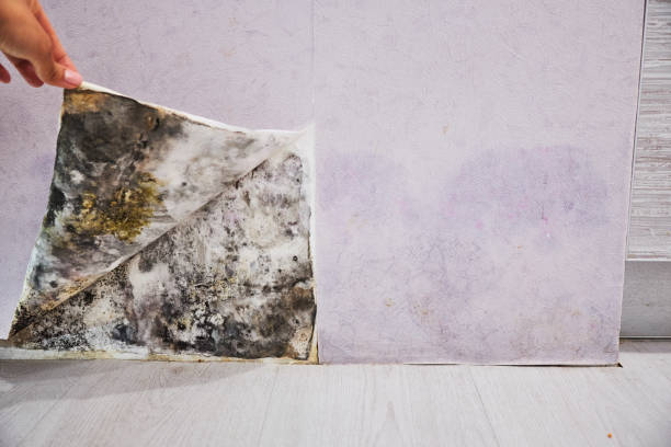 Best Residential Mold Remediation in Mohnton, PA